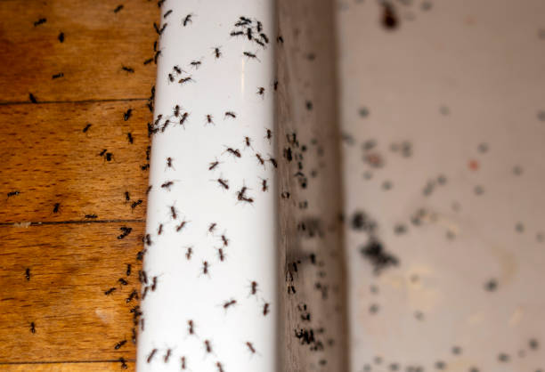 Best Emergency Pest Control  in Bernie, MO
